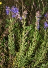 Einzelbild 2 Echter Ysop - Hyssopus officinalis