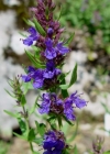 Einzelbild 1 Echter Ysop - Hyssopus officinalis