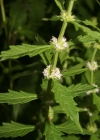 Einzelbild 1 Europäischer Wolfsfuss - Lycopus europaeus
