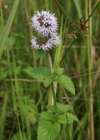 Einzelbild 1 Wasser-Minze - Mentha aquatica