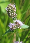 Einzelbild 3 Wasser-Minze - Mentha aquatica