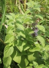 Einzelbild 1 Acker-Minze - Mentha arvensis