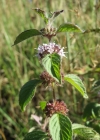 Einzelbild 3 Acker-Minze - Mentha arvensis