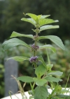 Einzelbild 4 Acker-Minze - Mentha arvensis