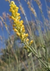 Einzelbild 2 Italienisches Leinkraut - Linaria angustissima