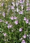 Einzelbild 1 Halbstrauchiger Ehrenpreis - Veronica fruticulosa
