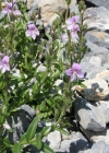 Einzelbild 2 Halbstrauchiger Ehrenpreis - Veronica fruticulosa