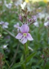 Einzelbild 3 Halbstrauchiger Ehrenpreis - Veronica fruticulosa