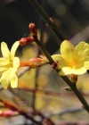 Einzelbild 2 Winter-Jasmin - Jasminum nudiflorum