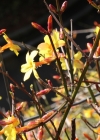 Einzelbild 3 Winter-Jasmin - Jasminum nudiflorum