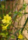 Einzelbild 4 Winter-Jasmin - Jasminum nudiflorum