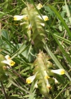 Einzelbild 3 Kamm-Wachtelweizen - Melampyrum cristatum