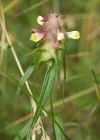 Einzelbild 1 Kamm-Wachtelweizen - Melampyrum cristatum