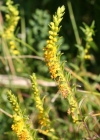 Einzelbild 3 Gelber Zahntrost - Odontites luteus