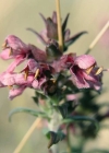 Einzelbild 4 Später Roter Zahntrost - Odontites vulgaris
