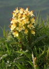 Einzelbild 1 Buntes Läusekraut - Pedicularis oederi