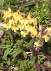 Einzelbild 2 Buntes Läusekraut - Pedicularis oederi