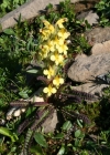 Einzelbild 4 Buntes Läusekraut - Pedicularis oederi