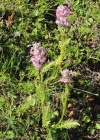 Einzelbild 2 Fleischrotes Läusekraut - Pedicularis rostratospicata subsp. helvetica