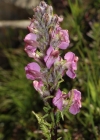 Einzelbild 3 Fleischrotes Läusekraut - Pedicularis rostratospicata subsp. helvetica