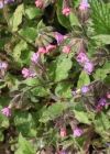 Einzelbild 4 Gewöhnliches Lungenkraut - Pulmonaria officinalis