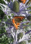 Einzelbild 2 Alpen-Mannstreu - Eryngium alpinum