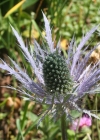 Einzelbild 3 Alpen-Mannstreu - Eryngium alpinum