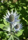 Einzelbild 4 Alpen-Mannstreu - Eryngium alpinum
