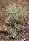 Einzelbild 2 Feld-Mannstreu - Eryngium campestre