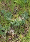 Einzelbild 3 Feld-Mannstreu - Eryngium campestre