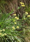 Einzelbild 1 Sternblütiges Hasenohr - Bupleurum stellatum