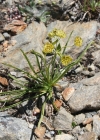 Einzelbild 3 Sternblütiges Hasenohr - Bupleurum stellatum