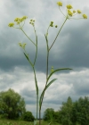 Einzelbild 1 Sichelblättriges Hasenohr - Bupleurum falcatum subsp. falcatum