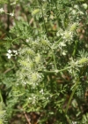 Einzelbild 2 Möhren-Haftdolde - Caucalis platycarpos