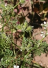 Einzelbild 3 Möhren-Haftdolde - Caucalis platycarpos