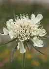 Einzelbild 4 Gelbe Skabiose - Scabiosa ochroleuca