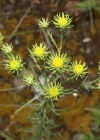 Einzelbild 1 Gold-Aster - Aster linosyris