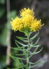 Einzelbild 2 Gold-Aster - Aster linosyris