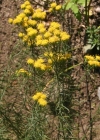 Einzelbild 3 Gold-Aster - Aster linosyris