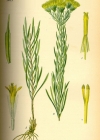 Einzelbild 4 Gold-Aster - Aster linosyris