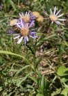 Einzelbild 2 Berg-Aster - Aster amellus