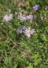 Einzelbild 3 Berg-Aster - Aster amellus