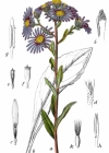 Einzelbild 4 Berg-Aster - Aster amellus