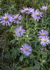 Einzelbild 1 Berg-Aster - Aster amellus