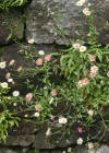 Einzelbild 1 Karvinskis Berufkraut - Erigeron karvinskianus