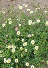 Einzelbild 2 Karvinskis Berufkraut - Erigeron karvinskianus