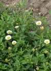 Einzelbild 3 Karvinskis Berufkraut - Erigeron karvinskianus