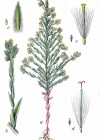 Einzelbild 4 Acker-Filzkraut - Filago arvensis