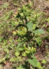 Einzelbild 2 Dürrwurz-Alant - Inula conyzae
