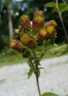 Einzelbild 1 Dürrwurz-Alant - Inula conyzae